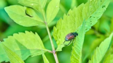Phyllopertha horticola, Bahçe chafer veya bahçe yeşillik Beetle, Scarabaeidae aileden bir böcek olduğunu. Phyllopertha horticola Linnaeus tarafından 1758 yılında tanımlanmıştır.