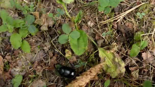 Zwarte Kever Kruipen Grond Onder Het Gras — Stockvideo