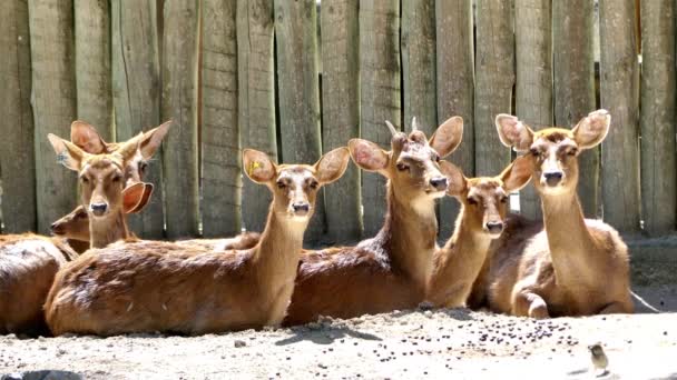 Entonces Los Pequeños Ciervos Yacen Sol Calientan Zoológico — Vídeo de stock