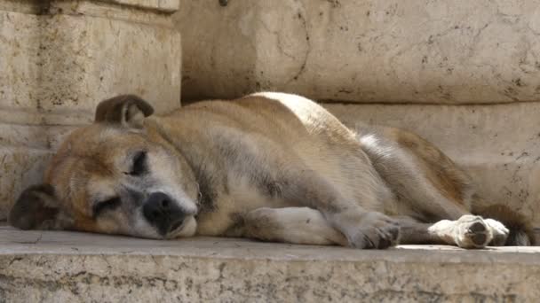 Velho Cão Doente Dorme Nas Corredeiras Pedra Roma Itália — Vídeo de Stock