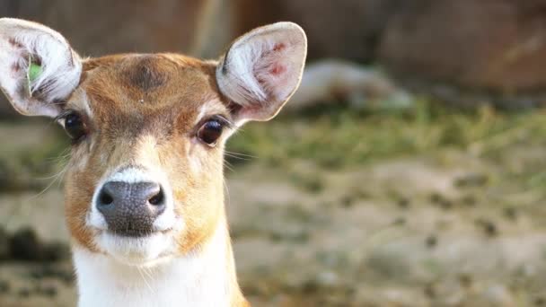 Female Big Deer Sniffs Environment — Stock Video