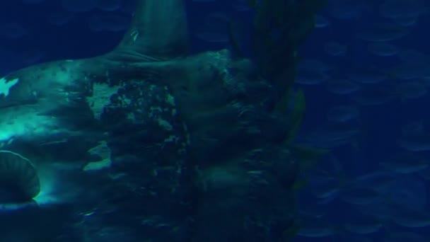 Mořský Oceán Nebo Společný Mysu Jedním Nejtěžších Známých Kostnatého Rybího — Stock video