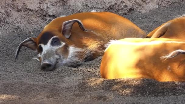 Red River Hog Potamochoerus Porcus Znany Również Jako Bush Pig — Wideo stockowe