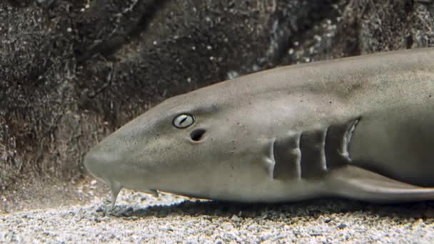 Vikota Skvrnitý Orectolobus Maculatus Žraločí Žralok Čeledi Orektolobidae Endemický Austrálii — Stock video