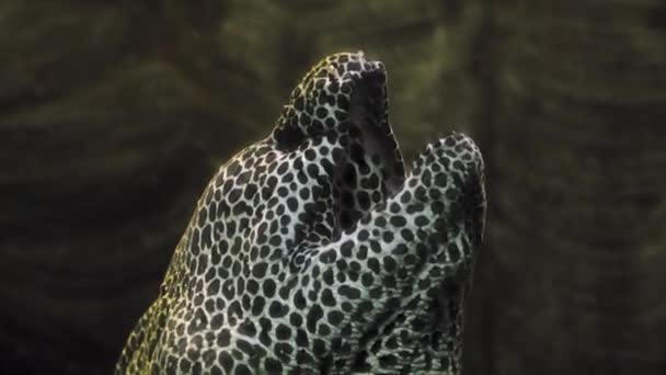 Spetsad Moray Gymnothorax Favagineus Även Känd Som Leopard Moray Tesselera — Stockvideo