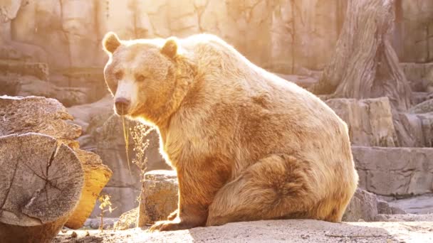 Brown Bear Ursus Arctos Bear Found Much Northern Eurasia North — Stock Video