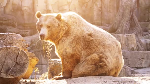 Brown bear (Ursus arctos) is bear that is found across much of northern Eurasia and North America.