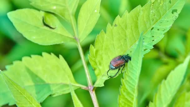 Phyllopertha Horticola ガーデンチェーファー または庭園の葉ビートルは Scarabaeidae ファミリーのビートルです Phyllopertha Horticola は1758年にリンネによって記述された — ストック動画