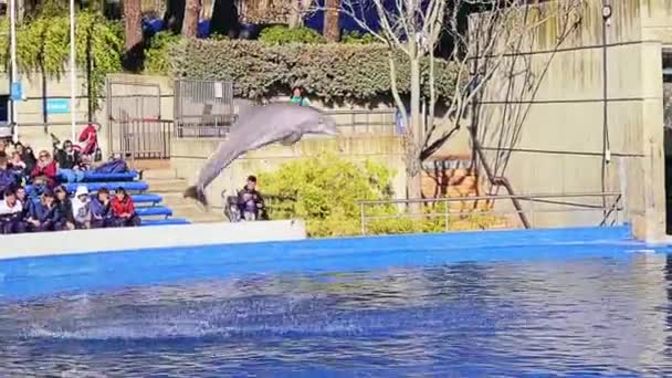Madrid Espanha Dezembro 2017 Representação Com Golfinhos Zoológico Aguário — Vídeo de Stock