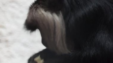 mantolu guereza (Colobus guereza), eski dünya maymunu türü siyah-beyaz kolobus.