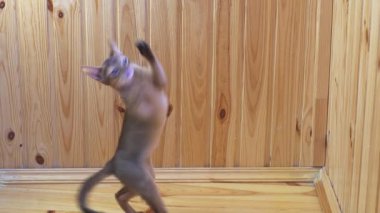 abyssinian kedi yavrusu ahşap zemin üzerinde oynadı