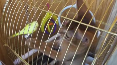 Abyssinian kedi yavrusu oyuncakları ile oynarken papağan kafesine tırmandı