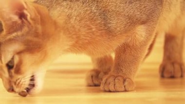 Yavaş Hareket abyssinian kedi yavrusu ahşap zemin üzerinde kedi maması yeme