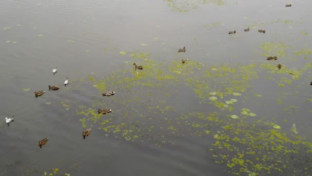 Několik Kachny Kačeři Plavat Podél Malebné Řeky Městském Parku — Stock video