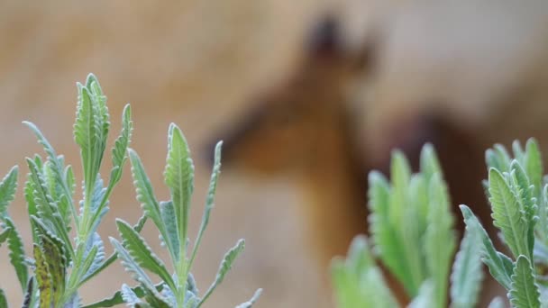 Transición Enfoque Sitatunga Marshbuck Tragelaphus Spekii Antílope Habitante Pantanos Que — Vídeo de stock