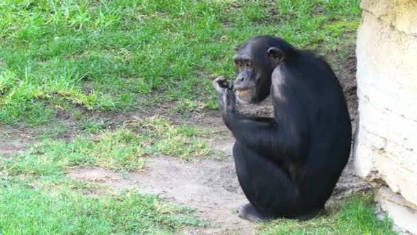 Chimpanzee Pan Troglodytes Also Known Common Robust Chimpanzee Simply Chimp — Stock Video