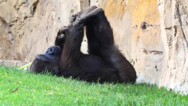 Bayi Gorilla Gorila Adalah Hewan Yang Hidup Tanah Terutama Kera — Stok Video