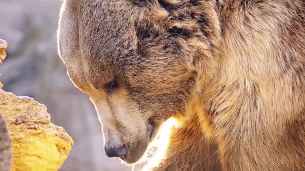 Бурый Медведь Ursus Arctos Медведь Обитающий Большей Части Северной Евразии — стоковое видео