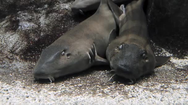 Gevlekte Bakerhaai Orectolobus Maculatus Haai Van Het Tapijt Familie Orectolobidae — Stockvideo