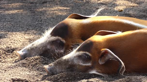 ブッシュ豚として知られているレッドリバー豚 Potamochoerus Porcus ギニアと Congolian の森でその分布のほとんどで アフリカに住んでいる豚家族の野生のメンバーです — ストック動画
