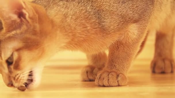 Lento Movimento Abissínio Gatinho Comendo Comida Gato Chão Madeira — Vídeo de Stock