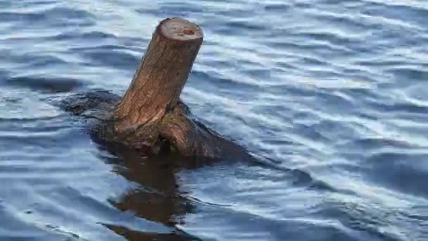 Semi Submerged Stump Large Cold Lake — Stock Video