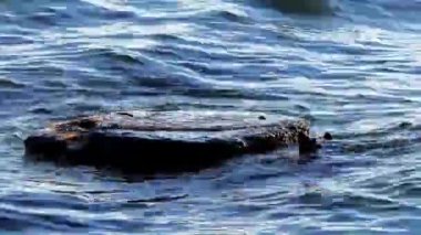 deniz dalgaları Büyük Taş yıkamak