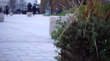 insanlar şehirde yeşil bir çiçektar arka plan aleyhine meydanın karşısında yürüyüş