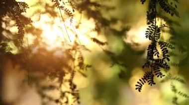 Osteomeles schwerinae Çin'e özgü bitki türüdür. Çiçekleri beyazdır ve alıç türlerine benzer. Bu aslında pomes olan küçük, beyaz, yuvarlak meyveler üretir.