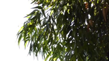 Okaliptüs gomphocephala, tuart olarak bilinen, Güneybatı Avustralya'nın altı orman devlerinden biri olan bir ağaç türüdür..