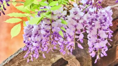 Wisteria sinensis (Çin wisteria) odunsu, yaprak döken, çok yıllık cins Wisteria, Çin'e yerel Guangxi, Guizhou, Hebei, Henan, Hubei, Shaanxi, ve Yunnan illerde sarmaşık tırmanma.