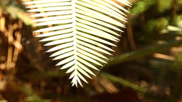 Dioon Edule Chestnut Dioon Angustifolium Cycad Native Mexico Also Known — Stockvideo