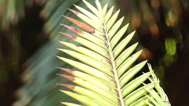 Dioon Mejiae Uma Espécie Peixe Família Cycad Honduras Nicarágua Nomes — Vídeo de Stock