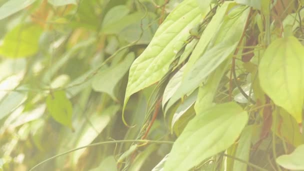 ツンベルディア筋レンシスは ミソーレトランペットビンまたはインドの時計のつるとも呼ばれ 家族アカンタ科の開花植物の種です 木質の常緑 このつるは熱帯インド原産 — ストック動画