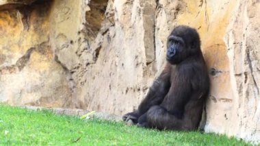 Bebek Goril. Goriller, orta Afrika ormanlarında yaşayan, ağırlıklı olarak otobur maymunlardır. Cins Goril iki türe ayrılır: doğu gorilleri ve batı gorilleri.
