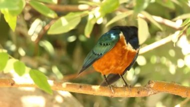 mükemmel sığırcık (Lamprotornis superbus) kuş sığırcık ailesinin bir üyesidir. Eskiden Spreo superbus olarak biliniyordu..