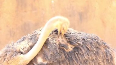 Afrika devekuşu gagasının dişisi yara yapıyor.