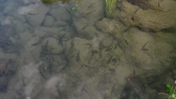Ein Schwarm Fische Schwimmt Den Untiefen Auf Der Suche Nach — Stockvideo