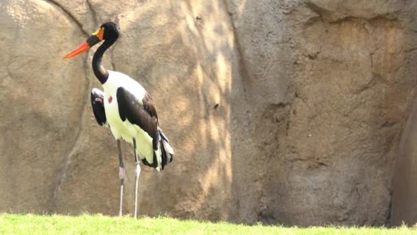 Saddle Billed Stork Ephippiorhynchus Senegalensis Large Wading Bird Stork Family — Stock Video