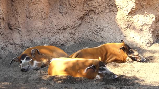红杉猪 也被称为灌木猪 是生活在非洲的猪家族的野生成员 其大部分分布在几内亚和刚果森林 — 图库视频影像