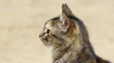 Gri kedi yakın çekim