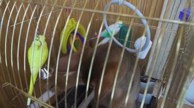 Yavaş Hareket Abyssinian kedi yavrusu onun oyuncaklar ile oynarken papağan kafesine tırmandı