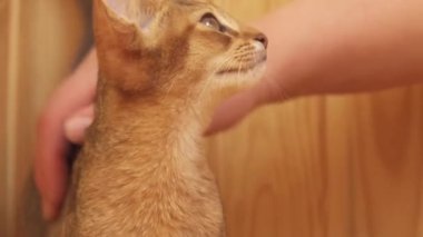 Kadın el vuruşları abyssinian kedi yavrusu