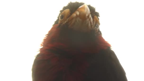Sakallı Barbet Lybius Dubius Bir Afrikalı Barbet Barbets Toucans Yakın — Stok video