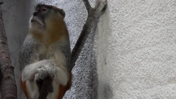 Patas Affe Erythrocebus Patas Auch Bekannt Als Wadi Affe Oder — Stockvideo