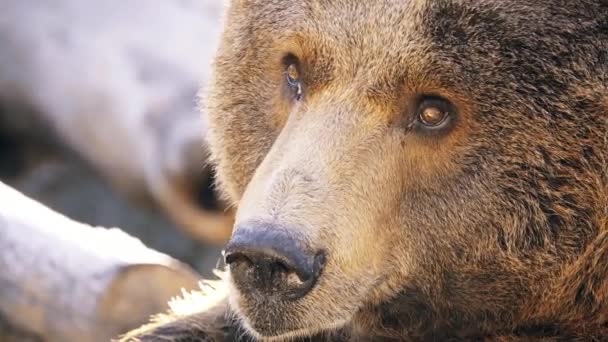 ヒグマ Ursus Arctos は北のユーラシア大陸と北アメリカの多くの間で発見されているクマです — ストック動画