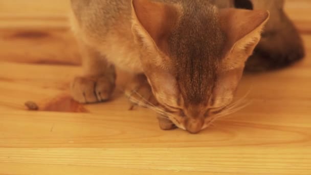 木製の床で猫の食べ物を食べるサビシニアの子猫 — ストック動画