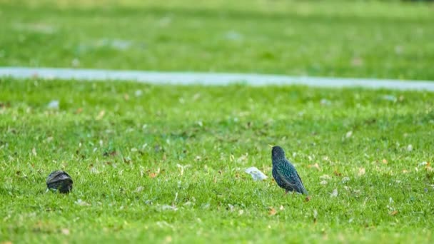 Estornino Común Sturnus Vulgaris También Conocido Como Estornino Europeo Ave — Vídeo de stock