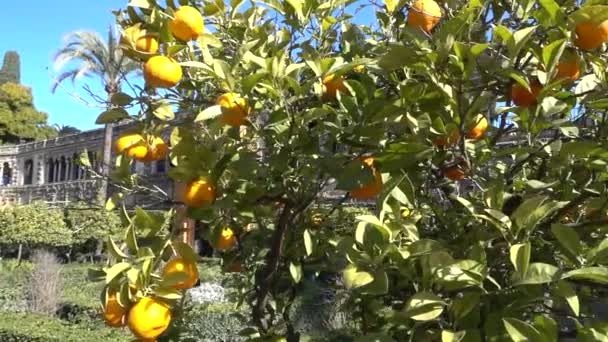 Jardins Alcazar Alcazar Sevilha Palácio Real Sevilha Andaluzia Espanha Originalmente — Vídeo de Stock