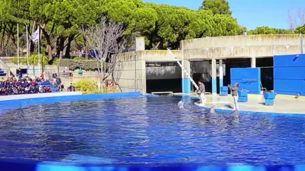Madrid Spagna Dicembre 2017 Rappresentazione Con Delfini Nello Zoo Aguarium — Video Stock